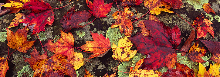 Fall Leaves in Shenandoah National Park, VA